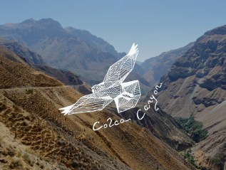 Colca Canyon – Den Condoren so&nbsp;nah